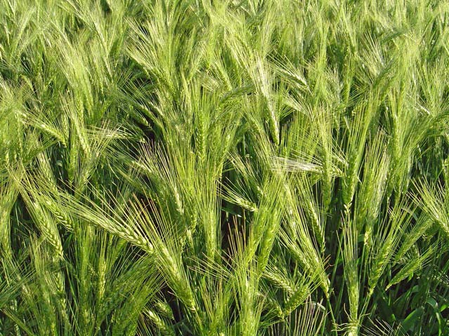 農業氣象站為預防赤霉病提供可靠的氣象因子數據分析 農業氣象站為預防赤霉病提供可靠的氣象因子數據分析