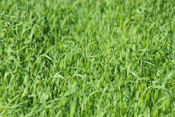 加強(qiáng)農(nóng)業(yè)氣象監(jiān)測(cè)的意義 加強(qiáng)農(nóng)業(yè)氣象監(jiān)測(cè)的意義